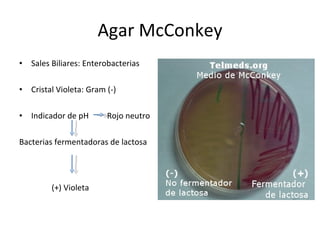 Agar McConkey Sales Biliares: Enterobacterias Cristal Violeta: Gram (-) Indicador de pH  Rojo neutro Bacterias fermentadoras de lactosa (+) Violeta   