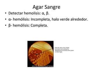 Agar Sangre Detectar hemolisis: α, β. α- hemólisis: Incompleta, halo verde alrededor. β- hemólisis: Completa. 