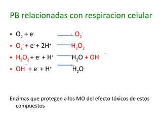 PB relacionadas con respiracion celular O 2  + e -   O 2 - O 2 -  +  e -  + 2H +  H 2 O 2 H 2 O 2  + e -  + H +  H 2 O  + OH   OH  + e -  + H +  H 2 O Enzimas que protegen a los MO del efecto tóxicos de estos compuestos   