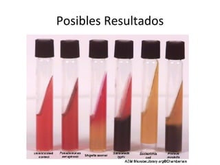 Posibles Resultados 
