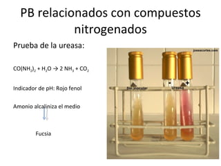 PB relacionados con compuestos nitrogenados Prueba de la ureasa: CO(NH 2 ) 2  + H 2 O -> 2 NH 3  + CO 2 Indicador de pH: Rojo fenol Amonio alcaliniza el medio Fucsia 