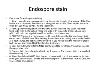 Endospore stain
•   Procedure for endospore staining:
•   1. Slides have already been prepared by the aseptic transfer of a sample of Bacillus
    brevis and a sample of Pseudomonas aeruginosa to a slide. The samples were air
    dried but you NEED to HEAT fix the specimen.
•   2. Tear a paper towel just smaller than the size of the slide and cover the heat-
    fixed slide with the toweling. Flood the slide with malachite green, a basic stain
    which will stain the vegetative cells as well as the endospores.
•   3. CAREFULLY, using the clothes pins, hold your slide over the Bunsen burner just
    out of reach of the flame. Alternatively, have a beaker of boiling water and use this
    as a heat source. Do not make the dye boil. If you notice that the malachite green
    is drying up, add more. Heat the slide for 5 minutes.
•   4. Cool the slide before DESTAINING gently with H20 for 30 sec.This will decolorize
    the vegetative cells.
•   5. Counterstain the cells with safranin for 2 minutes. The counterstain is also called
    the secondary stain.
•   6. Rinse the slide with H20, blot dry and observe with the oil immersion objective.
    Draw your observations. Where are the endospores; subterminal, terminal, etc. Do
    you see free endsopores?
 