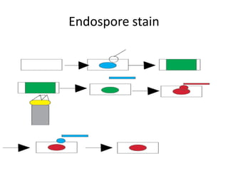 Endospore stain
 