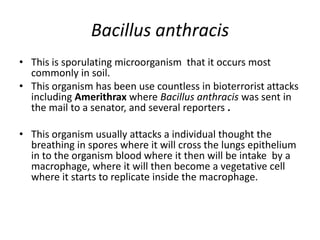 Bacillus anthracis
• This is sporulating microorganism that it occurs most
  commonly in soil.
• This organism has been use countless in bioterrorist attacks
  including Amerithrax where Bacillus anthracis was sent in
  the mail to a senator, and several reporters .

• This organism usually attacks a individual thought the
  breathing in spores where it will cross the lungs epithelium
  in to the organism blood where it then will be intake by a
  macrophage, where it will then become a vegetative cell
  where it starts to replicate inside the macrophage.
 