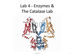 Lab 4 - Enzymes & 
The Catalase Lab 
#NSB2014 1 
 