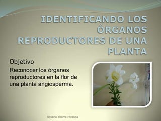 Objetivo
Reconocer los órganos
reproductores en la flor de
una planta angiosperma.

Rosario Ybarra Miranda

 