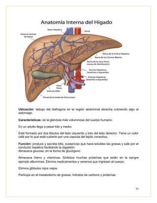 11
Ubicación: debajo del diafragma en la región abdominal derecha cubriendo algo al
estomago.
Características: es la glándula más voluminosa del cuerpo humano.
En un adulto llega a pesar kilo y medio.
Está formado por dos lóbulos del lado izquierdo y tres del lado derecho. Tiene un color
café por lo que está cubierto por una capsula del tejido conectivo.
Función: produce y secreta bilis, sustancias que hace solubles las grasas y sale por el
conducto hepático facilitando la digestión.
Almacena glucosa, en la forma de glucógeno.
Almacena hierro y vitaminas. Sintetiza muchas proteínas que están en la sangre
ejemplo albuminas. Elimina medicamentos y venenos que ingresan al cuerpo.
Elimina glóbulos rojos viejos.
Participa en el metabolismo de grasas, hidratos de carbono y proteínas
 