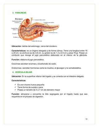 12
3. PANCREAS
Ubicación: detrás del estomago, cerca del duodeno.
Características: es un órgano alargado y de forma cónica. Tiene una longitud entre 15
a 20 cm, su anchura es de 3,8 cm, su grosor es de 1,3 a 2,5 cm y pesa 70 gr. Posee un
conducto que recoge el jugo pancreático elaborado en el interior de la glándula.
Función: elabora el jugo pancreático.
Exocrinas secretan enzimas y bicarbonato de sodio.
Endocrinas: secretan hormonas como la insulina, el glucagon y la somatostatina.
4. VESÍCULA BILIAR
Ubicación: En la superficie inferior del hígado y se conecta con el intestino delgado.
Características:
 Es una víscera hueca pequeña
 Tiene forma de ovoide o pera
 Posee un tamaño de 5 a 7 cm de diámetro mayor
Función: almacena y concentra la bilis segregada por el hígado hasta que sea
requerida en el proceso de digestión.
 