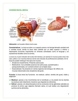 2
CAVIDAD BUCAL (BOCA)
Ubicación: en la parte inferior de la cara.
Características: La boca se abre a un espacio previo a la faringe llamado cavidad oral
o cavidad bucal, donde la boca está cubierta por un labio superior e inferior y
desempeña funciones importantes en diversas actividades como el lenguaje y en
expresiones faciales como la sonrisa.
La boca es un gran indicador de la salud del individuo, por ejemplo la mucosa puede verse más
clara, pálida o con manchas blancas siendo esto indicador de proliferaciones epiteliales. En la
boca le pueden distinguir tres tipos de mucosa:
 Simple de revestimiento: Presenta submucosa
 Masticatoria: Con probable ausencia de submucosa, queratinizada o
paraqueratinizada y en contacto directo con el tejido óseo.
 Especializada: Se presenta en ciertas regiones de la lengua: Se refiere a la
mucosa relacionada a los receptores del gusto.
Función: la boca tiene las funciones de masticar, salivar, sentido del gusto, habla y
deglución.
 Masticar: gracias a los movimientos de la mandíbula y a la presión de los dientes
se produce este tratamiento mecánico que degrada los alimentos.
 Salivar: gracias a la desembocadura de los conductos de las glándulas salivales se
produce el primer jugo digestivo llamado saliva, el cual realiza una degradación
química de los alimentos.
 