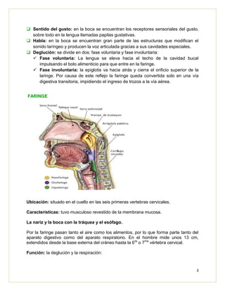 3
 Sentido del gusto: en la boca se encuentran los receptores sensoriales del gusto,
sobre todo en la lengua llamadas papilas gustativas.
 Habla: en la boca se encuentran gran parte de las estructuras que modifican el
sonido laríngeo y producen la voz articulada gracias a sus cavidades especiales.
 Deglución: se divide en dos: fase voluntaria y fase involuntaria:
 Fase voluntaria: La lengua se eleva hacia el techo de la cavidad bucal
impulsando el bolo alimenticio para que entre en la faringe.
 Fase involuntaria: la epiglotis va hacia atrás y cierra el orificio superior de la
laringe. Por causa de este reflejo la faringe queda convertida solo en una vía
digestiva transitoria, impidiendo el ingreso de trozos a la vía aérea.
FARINGE
Ubicación: situado en el cuello en las seis primeras vertebras cervicales.
Características: tuvo musculoso revestido de la membrana mucosa.
La nariz y la boca con la tráquea y el esófago.
Por la faringe pasan tanto el aire como los alimentos, por lo que forma parte tanto del
aparato digestivo como del aparato respiratorio. En el hombre mide unos 13 cm,
extendidos desde la base externa del cráneo hasta la 6ta
o 7ma
vértebra cervical.
Función: la deglución y la respiración:
 