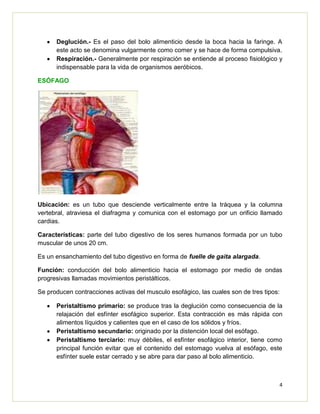 4
Deglución.- Es el paso del bolo alimenticio desde la boca hacia la faringe. A
este acto se denomina vulgarmente como comer y se hace de forma compulsiva.
Respiración.- Generalmente por respiración se entiende al proceso fisiológico y
indispensable para la vida de organismos aeróbicos.
ESÓFAGO
Ubicación: es un tubo que desciende verticalmente entre la tráquea y la columna
vertebral, atraviesa el diafragma y comunica con el estomago por un orificio llamado
cardias.
Características: parte del tubo digestivo de los seres humanos formada por un tubo
muscular de unos 20 cm.
Es un ensanchamiento del tubo digestivo en forma de fuelle de gaita alargada.
Función: conducción del bolo alimenticio hacia el estomago por medio de ondas
progresivas llamadas movimientos peristálticos.
Se producen contracciones activas del musculo esofágico, las cuales son de tres tipos:
Peristaltismo primario: se produce tras la deglución como consecuencia de la
relajación del esfínter esofágico superior. Esta contracción es más rápida con
alimentos líquidos y calientes que en el caso de los sólidos y fríos.
Peristaltismo secundario: originado por la distención local del esófago.
Peristaltismo terciario: muy débiles, el esfínter esofágico interior, tiene como
principal función evitar que el contenido del estomago vuelva al esófago, este
esfínter suele estar cerrado y se abre para dar paso al bolo alimenticio.
 