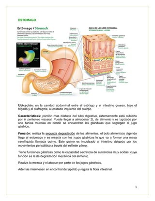 5
ESTOMAGO
Ubicación: en la cavidad abdominal entre el esófago y el intestino grueso, bajo el
hígado y el diafragma, al costado izquierdo del cuerpo.
Características: porción más dilatada del tubo digestivo, externamente está cubierto
por el peritoneo visceral. Puede llegar a almacenar 2L de alimento y es tapizado por
una túnica mucosa en donde se encuentran las glándulas que segregan el jugo
gástrico.
Función: realiza la segunda degradación de los alimentos, el bolo alimenticio digerido
llega al estomago y se mezcla con los jugos gástricos lo que va a formar una masa
semilíquida llamada quimo. Este quimo es impulsado al intestino delgado por los
movimientos peristáltico a través del esfínter píloro.
Tiene funciones gástricas como la capacidad secretora de sustancias muy acidas, cuya
función es la de degradación mecánica del alimento.
Realiza la mezcla y el ataque por parte de los jugos gástricos.
Además intervienen en el control del apetito y regula la flora intestinal.
 