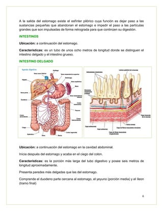 6
A la salida del estomago existe el esfínter pilórico cuya función es dejar paso a las
sustancias pequeñas que abandonan el estomago e impedir el paso a las partículas
grandes que son impulsadas de forma retrograda para que continúen su digestión.
INTESTINOS
Ubicación: a continuación del estomago.
Características: es un tubo de unos ocho metros de longitud donde se distinguen el
intestino delgado y el intestino grueso.
INTESTINO DELGADO
Ubicación: a continuación del estomago en la cavidad abdominal.
Inicia después del estomago y acaba en el ciego del colon.
Características: es la porción más larga del tubo digestivo y posee seis metros de
longitud aproximadamente.
Presenta paredes más delgadas que las del estomago.
Comprende el duodeno parte cercana al estomago, el yeyuno (porción media) y el íleon
(tramo final)
 