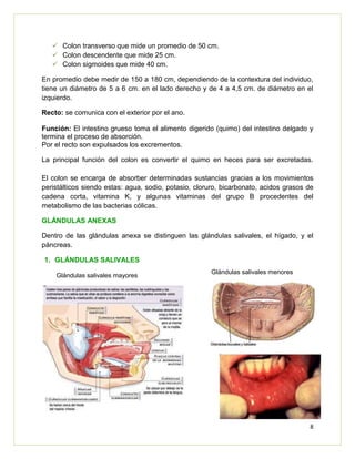8
 Colon transverso que mide un promedio de 50 cm.
 Colon descendente que mide 25 cm.
 Colon sigmoides que mide 40 cm.
En promedio debe medir de 150 a 180 cm, dependiendo de la contextura del individuo,
tiene un diámetro de 5 a 6 cm. en el lado derecho y de 4 a 4,5 cm. de diámetro en el
izquierdo.
Recto: se comunica con el exterior por el ano.
Función: El intestino grueso toma el alimento digerido (quimo) del intestino delgado y
termina el proceso de absorción.
Por el recto son expulsados los excrementos.
La principal función del colon es convertir el quimo en heces para ser excretadas.
El colon se encarga de absorber determinadas sustancias gracias a los movimientos
peristálticos siendo estas: agua, sodio, potasio, cloruro, bicarbonato, acidos grasos de
cadena corta, vitamina K, y algunas vitaminas del grupo B procedentes del
metabolismo de las bacterias cólicas.
GLÁNDULAS ANEXAS
Dentro de las glándulas anexa se distinguen las glándulas salivales, el hígado, y el
páncreas.
1. GLÁNDULAS SALIVALES
Glándulas salivales mayores
Glándulas salivales menores
 