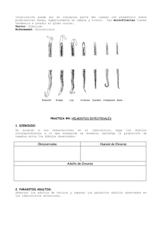 localización puede ser en cualquier parte del cuerpo con predominio sobre
prominencias óseas, especialmente en cabeza y tronco. Las microfilarias tienen
tendencia a invadir el globo ocular.
Vector: Simulium.
Enfermedad: Oncocercosis




                  W.bancrofti   B.malayi    L.loa   O.volovulus   D.perstans   D.streptocerca Mozza




                            PRACTICA #4: HELMINTOS INTESTINALES

1. EJERCICIO:
De acuerdo a sus observaciones en el laboratorio, haga los dibujos
correspondientes a lo que enseguida se enumera, mantenga la proporción de
tamaños entre los dibujos observados:

                Oncocercoma                                                Huevos de Oxiuros




                                           Adulto de Oxiuros




2. PARASITOS ADULTOS:
Observar los adultos de oxiuros y repasar los parásitos adultos observados en
los laboratorios anteriores.
 