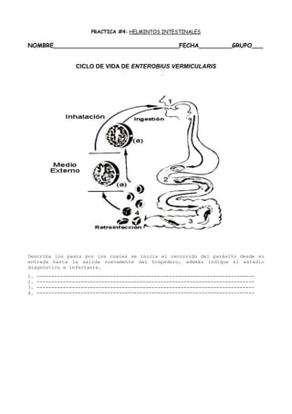 PRACTICA #4: HELMINTOS INTESTINALES

NOMBRE__________________________________FECHA_________GRUPO___


                  CICLO DE VIDA DE ENTEROBIUS VERMICULARIS




Describa los pasos por los cuales se inicia el recorrido del parásito desde su
entrada hasta la salida nuevamente del hospedero, además indique el estadio
diagnóstico e infectante.
1.   --------------------------------------------------------------------------
2.   --------------------------------------------------------------------------
3.   --------------------------------------------------------------------------
4.   --------------------------------------------------------------------------
 