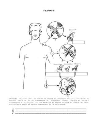 FILARIASIS




Describa los pasos por los cuales se inicia el recorrido del parásito desde su
entrada hasta la salida nuevamente del hospedero, además indique el estadio
diagnóstico e infectante. En los espacios en blanco coloque el nombre de la(s)
microfilaria según el vector transmisor de la enfermedad.

  A. ------------------------------------------------------------------------------------------------------------
  B. ------------------------------------------------------------------------------------------------------------
  C. ------------------------------------------------------------------------------------------------------------
 