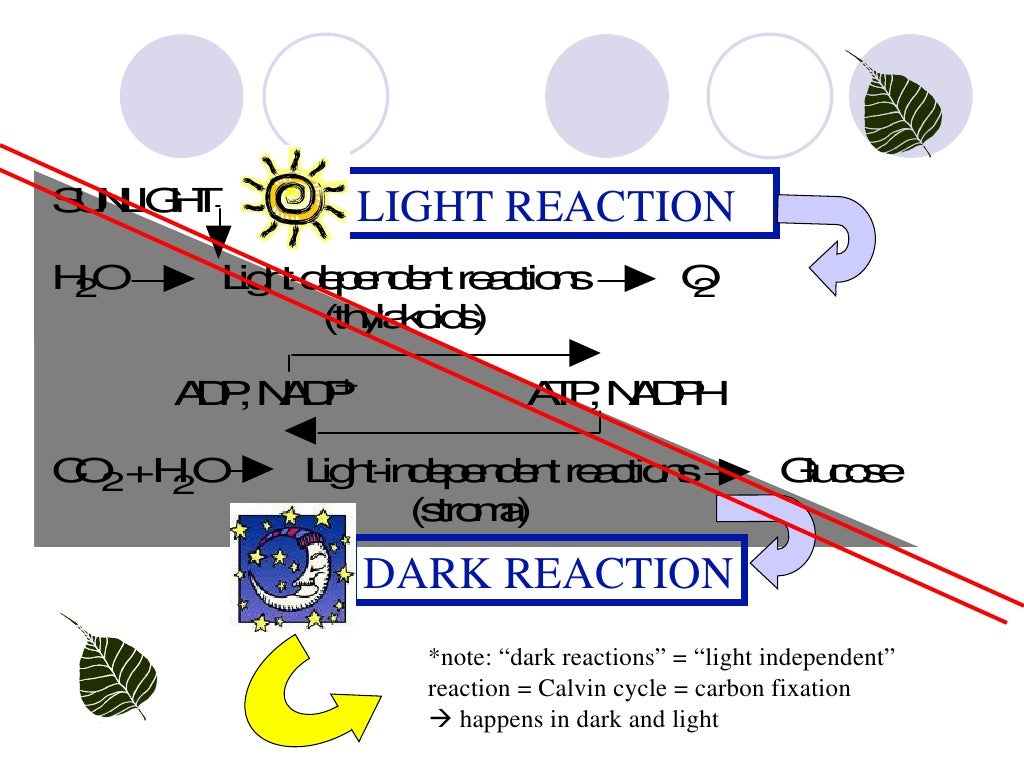 Lab 4 Photosynthesis