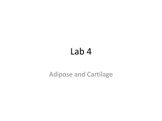Lab 4

Adipose and Cartilage
 
