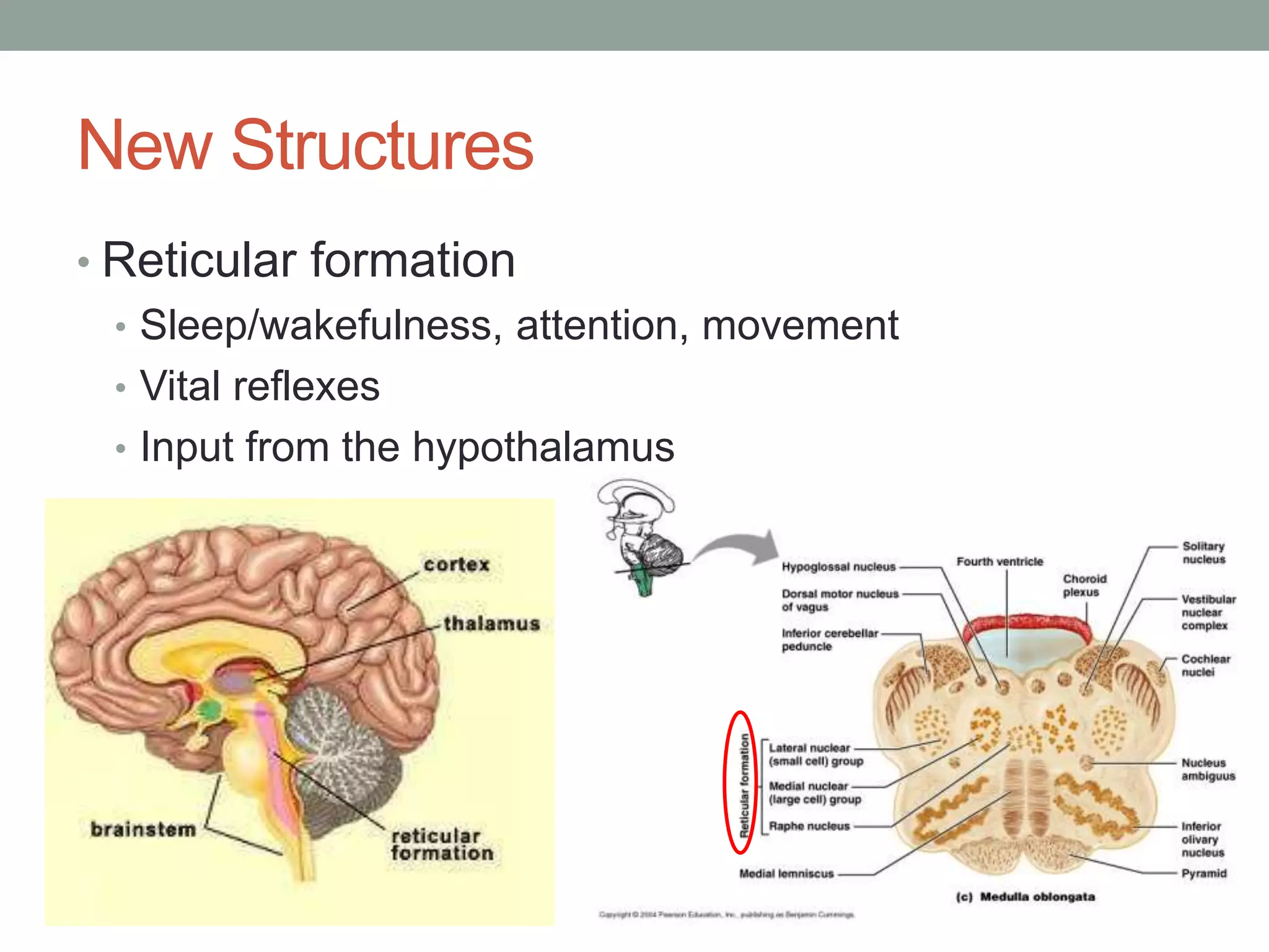 New Structures
• Reticular formation
• Sleep/wakefulness, attention, movement
• Vital reflexes
• Input from the hypothalamus
 