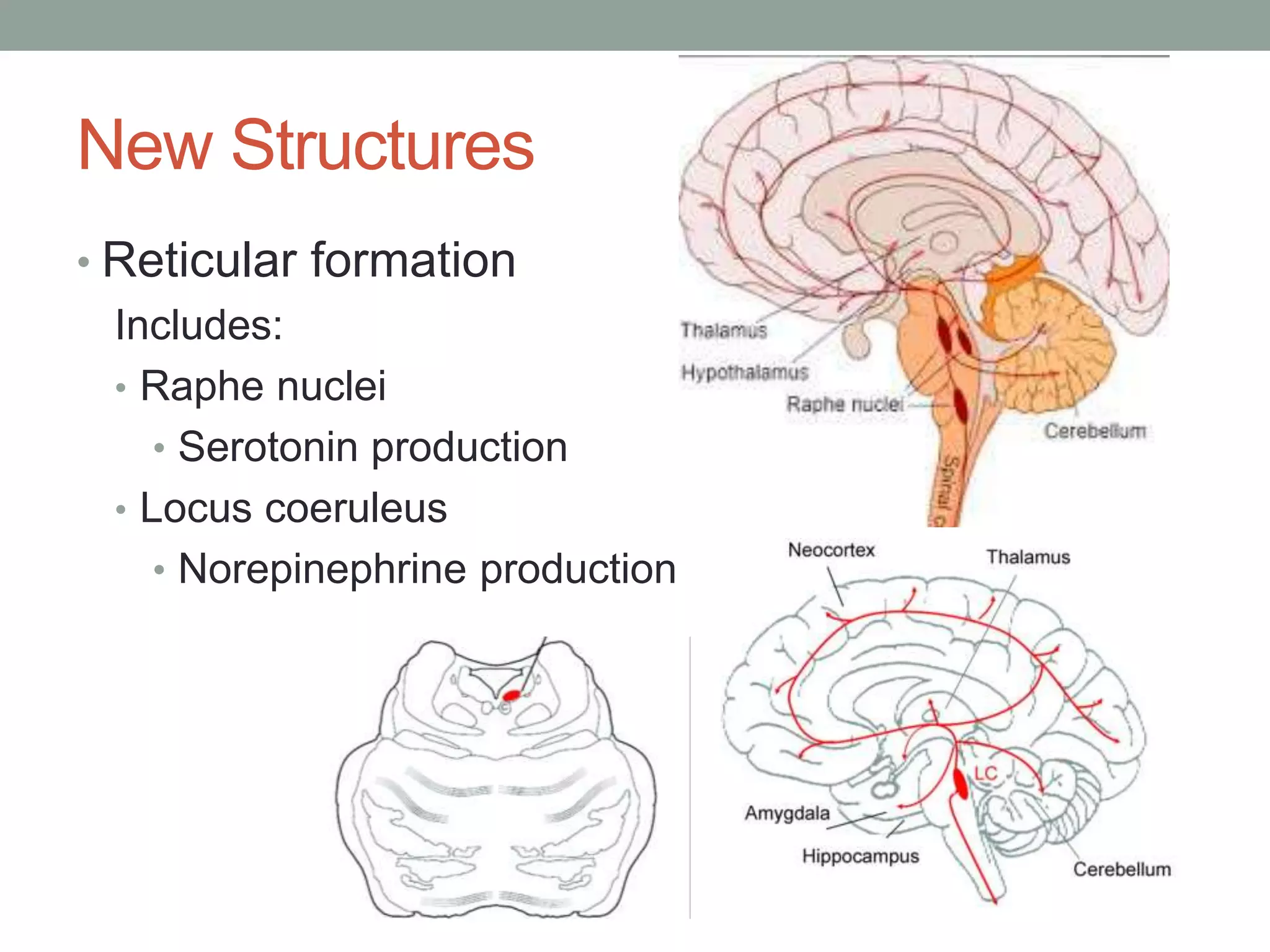 New Structures
• Reticular formation
Includes:
• Raphe nuclei
• Serotonin production
• Locus coeruleus
• Norepinephrine production
 