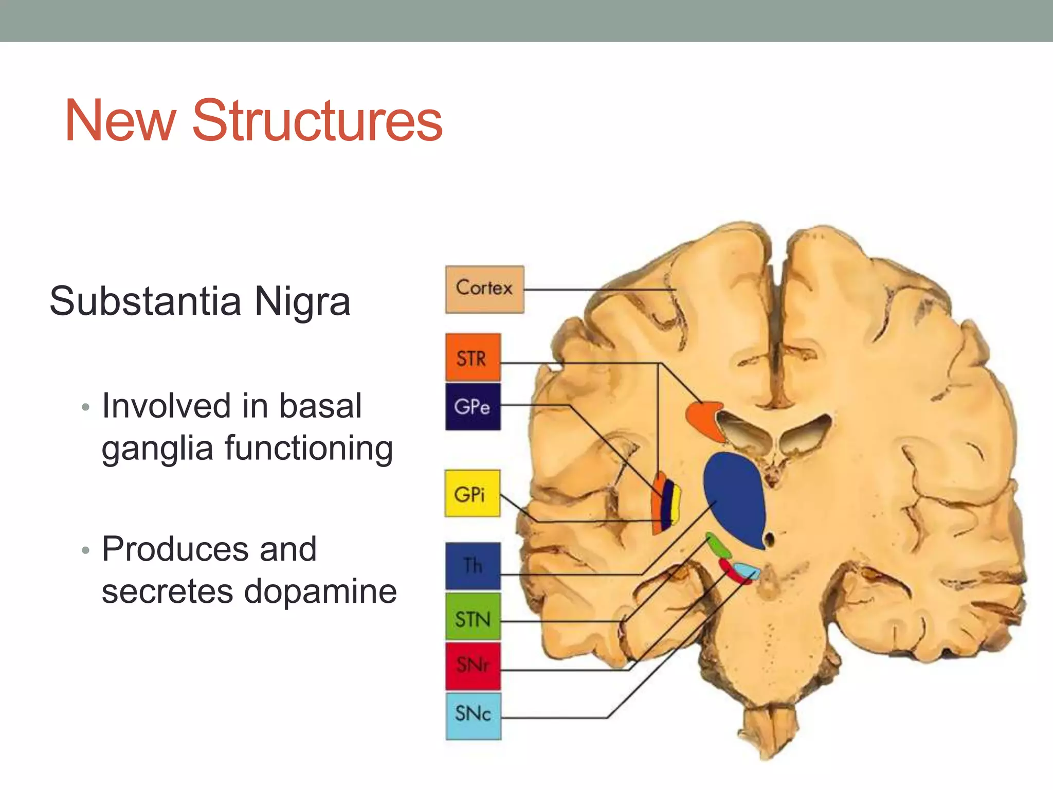 New Structures
Substantia Nigra
• Involved in basal
ganglia functioning
• Produces and
secretes dopamine
 