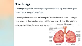 The Lungs
The lungs are paired, cone-shaped organs which take up most of the space
in our chests, along with the heart.
The lungs are divided into different parts which are called lobes. The right
lung has three lobes called upper, middle and lower lobes. The left lung
only has two lobes, the upper and lower.
 