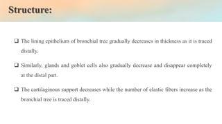 Structure:
❑ The lining epithelium of bronchial tree gradually decreases in thickness as it is traced
distally.
❑ Similarly, glands and goblet cells also gradually decrease and disappear completely
at the distal part.
❑ The cartilaginous support decreases while the number of elastic fibers increase as the
bronchial tree is traced distally.
 