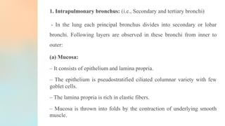 1. Intrapulmonary bronchus: (i.e., Secondary and tertiary bronchi)
- In the lung each principal bronchus divides into secondary or lobar
bronchi. Following layers are observed in these bronchi from inner to
outer:
(a) Mucosa:
– It consists of epithelium and lamina propria.
– The epithelium is pseudostratified ciliated columnar variety with few
goblet cells.
– The lamina propria is rich in elastic fibers.
– Mucosa is thrown into folds by the contraction of underlying smooth
muscle.
 