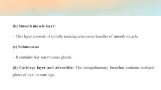 (b) Smooth muscle layer:
– This layer consists of spirally running criss-cross bundles of smooth muscle.
(c) Submucosa:
– It contains few seromucous glands.
(d) Cartilage layer and adventitia: The intrapulmonary bronchus contains isolated
plates of hyaline cartilage.
 