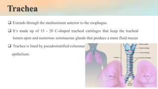 Trachea
❑ Extends through the mediastinum anterior to the esophagus.
❑ It’s made up of 15 - 20 C-shaped tracheal cartilages that keep the tracheal
lumen open and numerous seromucous glands that produce a more fluid mucus
❑ Trachea is lined by pseudostratified columnar
epithelium.
 
