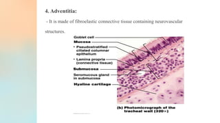 4. Adventitia:
- It is made of fibroelastic connective tissue containing neurovascular
structures.
 