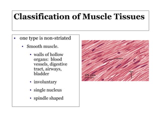 Lab4tissues (6) | PPTX