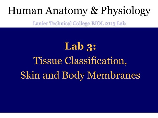Lab4tissues 6