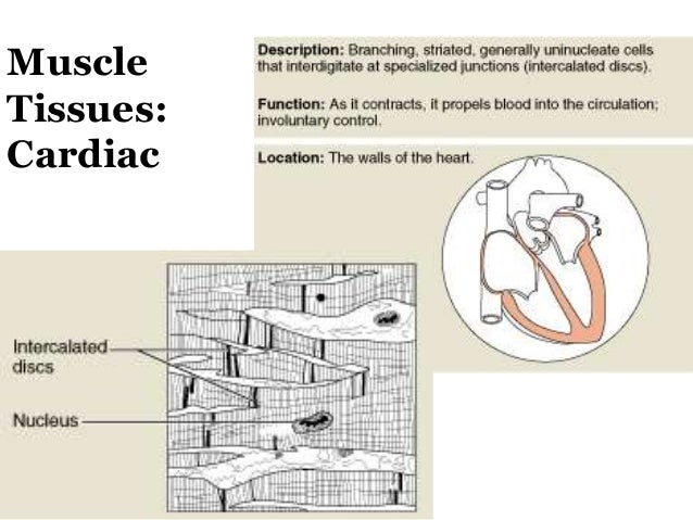 Lab4tissues (6)