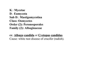 K.: Mycetae
D.: Eumycota
Sub D.: Mastigomycotina
Class: Oomycetes
Order (2): Peronosporales
Family (2): Albuginaceae
ex: Albugo candida or Cystopus candidus
Cause: white rust disease of crucifer (radish).
 