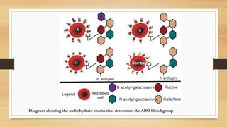 Diagram showing the carbohydrate chains that determine the ABO blood group
 
