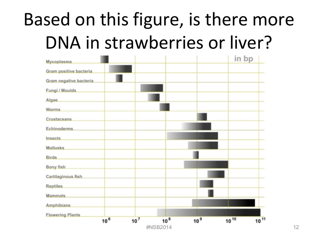 Lab 5 dna extraction from strawberries and liver fall 2014