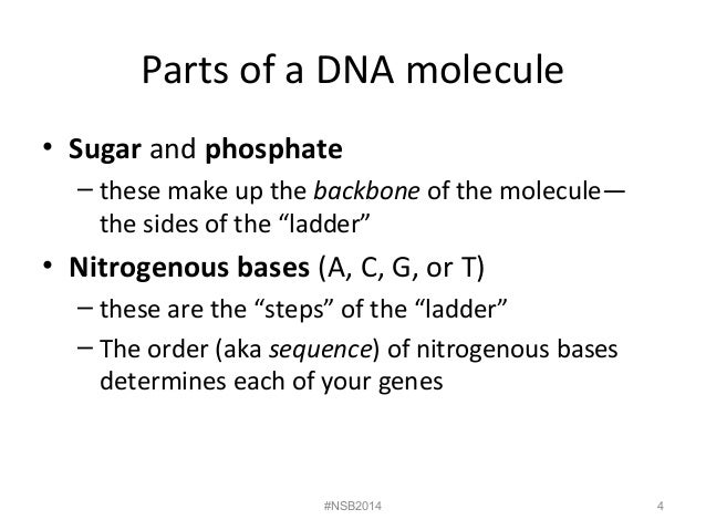What molecules make up the backbone of DNA?