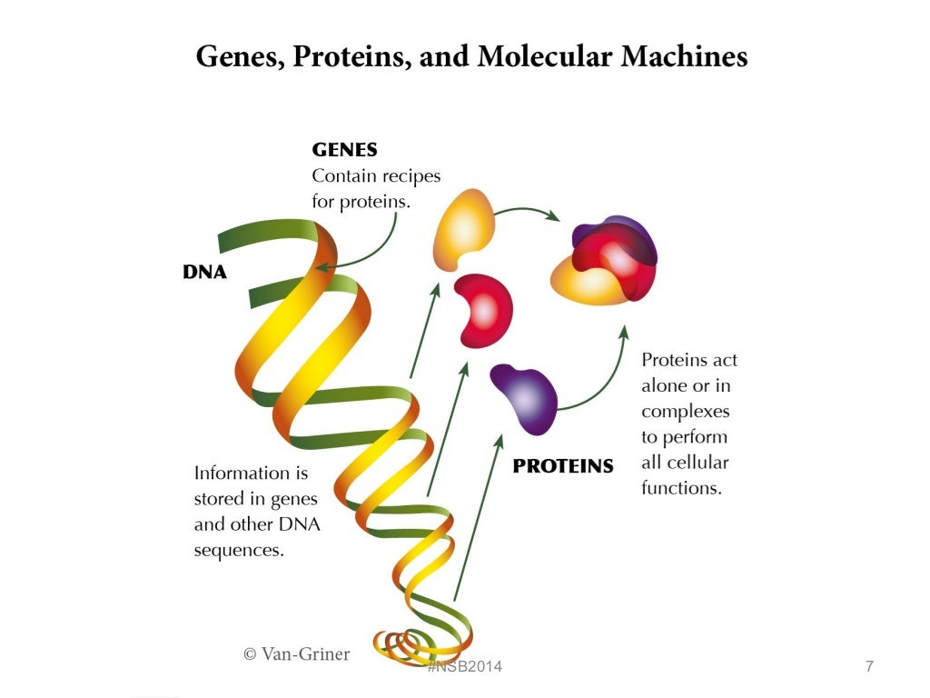 Lab 5 dna extraction from strawberries and liver fall 2014