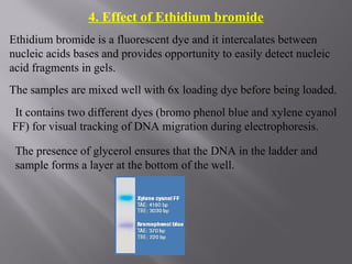 4. Effect of Ethidium bromide
Ethidium bromide is a fluorescent dye and it intercalates between
nucleic acids bases and provides opportunity to easily detect nucleic
acid fragments in gels.
The samples are mixed well with 6x loading dye before being loaded.
It contains two different dyes (bromo phenol blue and xylene cyanol
FF) for visual tracking of DNA migration during electrophoresis.
The presence of glycerol ensures that the DNA in the ladder and
sample forms a layer at the bottom of the well.
 