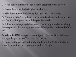 2- After gel solidification , put it in the electrophoresis device.
3- Cover the gel with electrophoresis buffer.
4- Mix the sample with loading dye then load it in arrange.
5- Close the lid of the gel tank and attach the electrical leads so that
the DNA will migrate toward the positive anode.
6- Adjust the voltage and time, watch DNA migration by watching
bromo phenol blue and xylene cyanol FF migration to the end of the
gel.
7- When the DNA samples have migrated for a sufficient distance
through the gel, turn off the electric current.
8- Immerse the gel in Ethidium bromide box for 20-45 minutes at
room temperature then examine it under UV light .
 