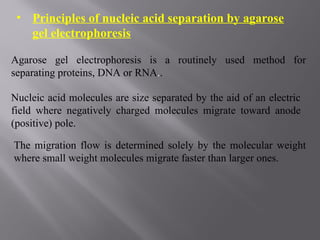• Principles of nucleic acid separation by agarose
gel electrophoresis
Agarose gel electrophoresis is a routinely used method for
separating proteins, DNA or RNA..
Nucleic acid molecules are size separated by the aid of an electric
field where negatively charged molecules migrate toward anode
(positive) pole.
The migration flow is determined solely by the molecular weight
where small weight molecules migrate faster than larger ones.
 