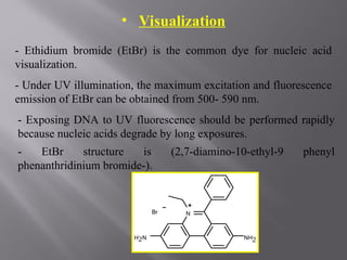 • Visualization
- Ethidium bromide (EtBr) is the common dye for nucleic acid
visualization.
- Under UV illumination, the maximum excitation and fluorescence
emission of EtBr can be obtained from 500- 590 nm.
- Exposing DNA to UV fluorescence should be performed rapidly
because nucleic acids degrade by long exposures.
- EtBr structure is (2,7-diamino-10-ethyl-9 phenyl
phenanthridinium bromide-).
 