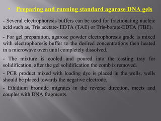 • Preparing and running standard agarose DNA gels
- Several electrophoresis buffers can be used for fractionating nucleic
acid such as, Tris acetate- EDTA (TAE) or Tris-borate-EDTA (TBE).
- For gel preparation, agarose powder electrophoresis grade is mixed
with electrophoresis buffer to the desired concentrations then heated
in a microwave oven until completely dissolved.
- The mixture is cooled and poured into the casting tray for
solidification, after the gel solidification the comb is removed.
- PCR product mixed with loading dye is placed in the wells, wells
should be placed towards the negative electrode.
- Ethidium bromide migrates in the reverse direction, meets and
couples with DNA fragments.
 