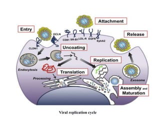 Immunity against viruses, thebasics and priciples.pptx