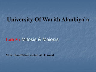 University Of Warith Alanbiya`a
Lab 5 : Mitosis & Meiosis
M.Sc thoalffakar metab AL Hamed
 