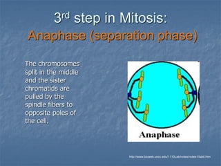 lab_5_MitosisandMeiosis_cebf6f77e6c2786b86266ffbca4d215b.pdf