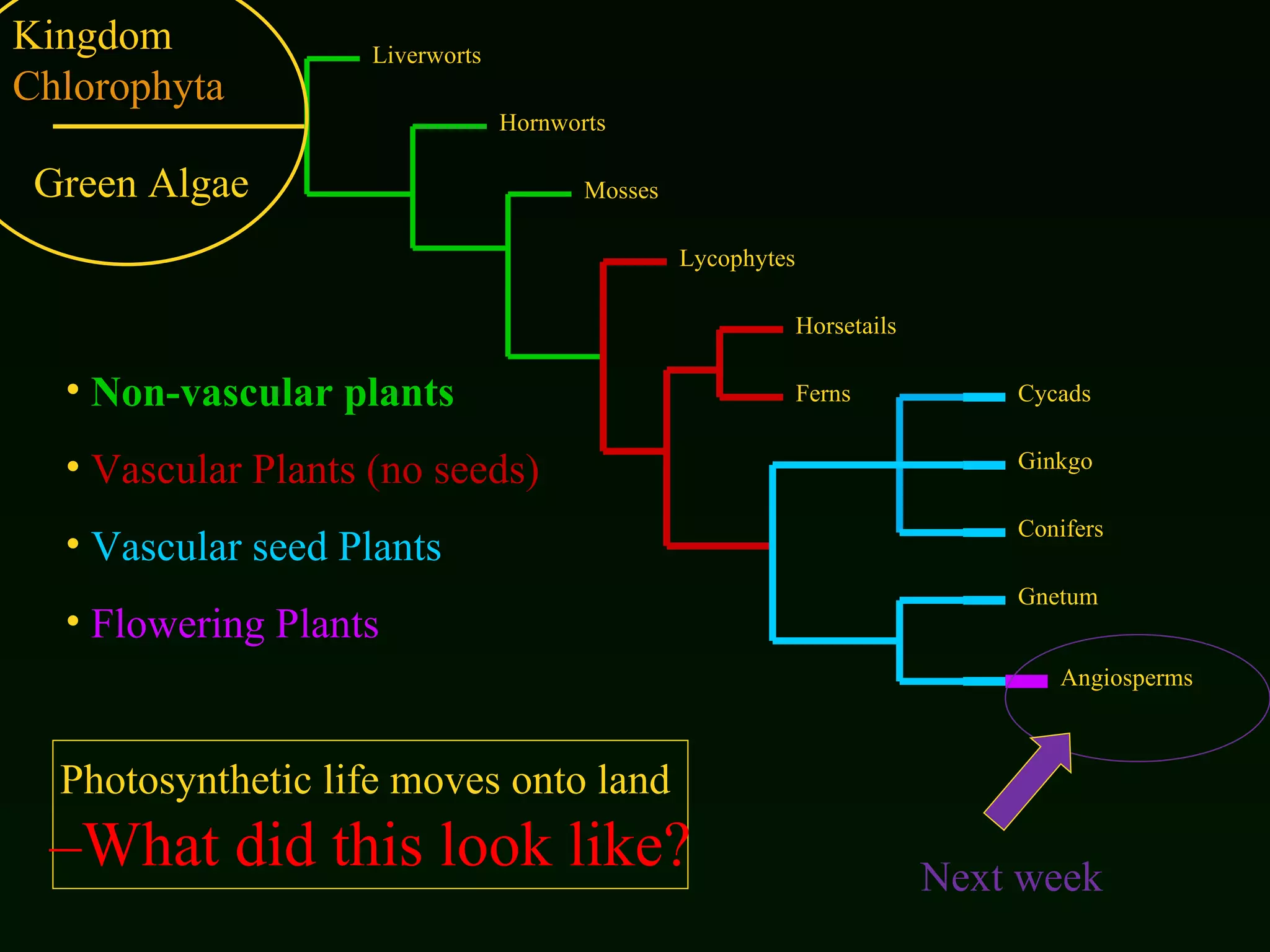 Kingdom  Chlorophyta Photosynthetic life moves onto land  – What did this look like? Non-vascular plants Vascular Plants   (no seeds) Vascular seed Plants Flowering Plants Liverworts Hornworts Mosses Lycophytes Horsetails Ferns Cycads Ginkgo Conifers Gnetum Angiosperms Green Algae Next week 