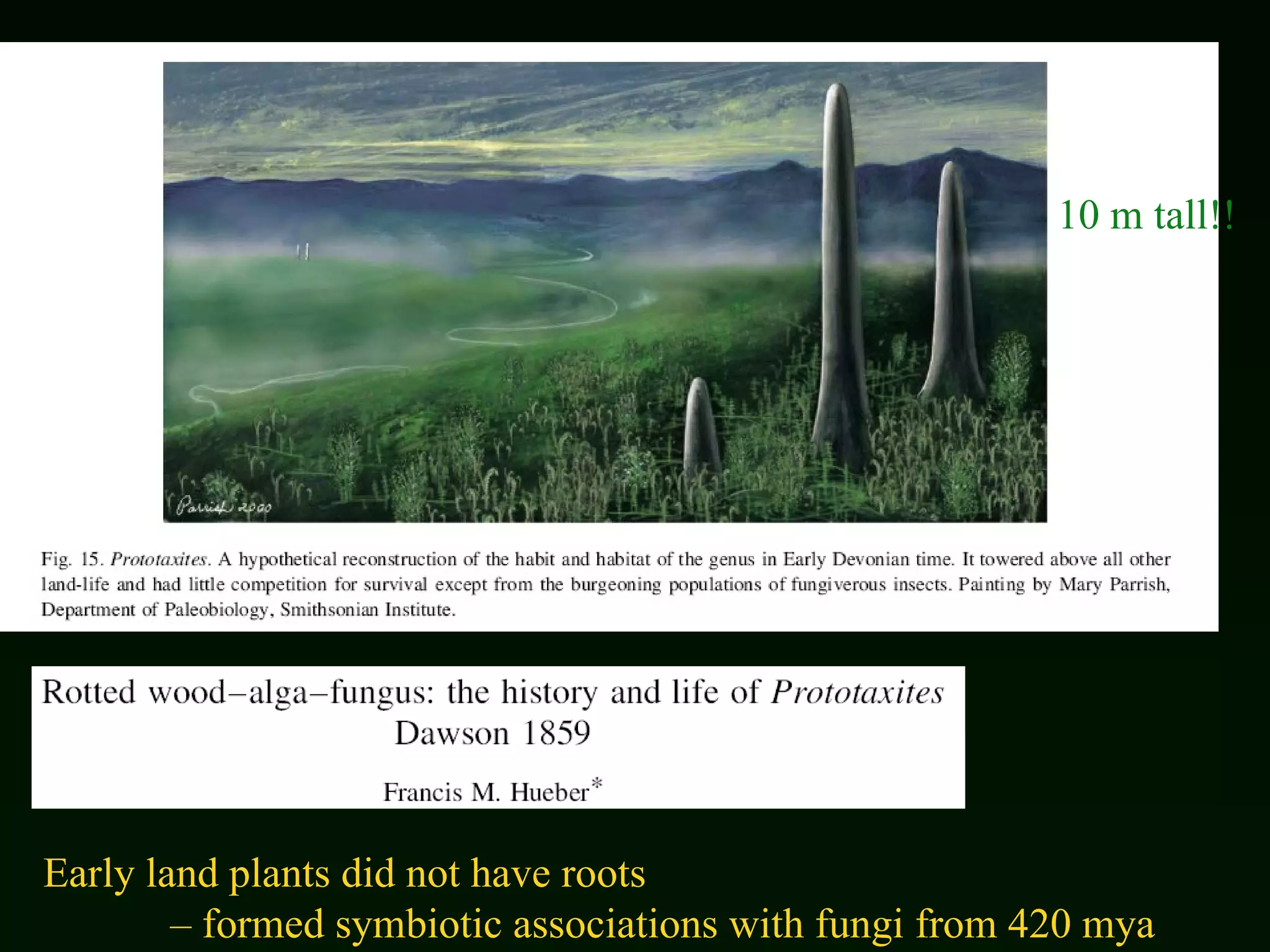 10 m tall!! Early land plants did not have roots  –  formed symbiotic associations with fungi from 420 mya 